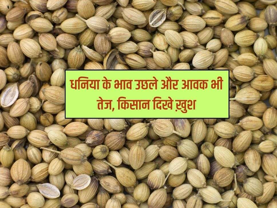 Coriander : धनिया के भाव उछले और आवक भी तेज, किसान दिखे ख़ुश