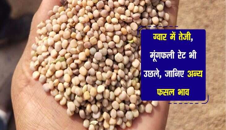 Bikaner Mandi bhav: ग्वार में तेजी, मूंगफली रेट भी उछले, जानिए अन्य फसल भाव