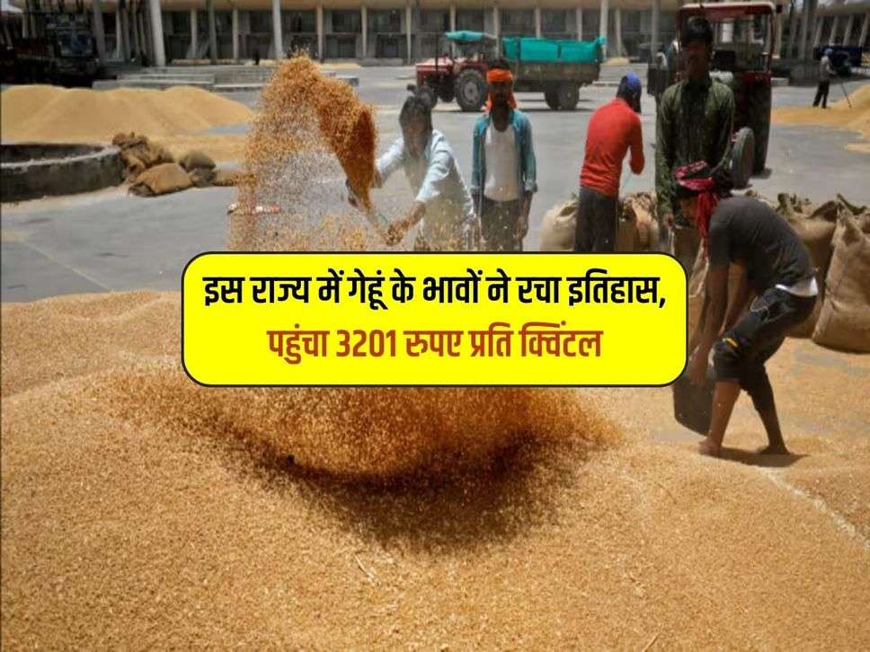 Wheat Price : इस राज्य में गेहूं के भावों ने रचा इतिहास, पहुंचा 3201 रुपए प्रति क्विंटल