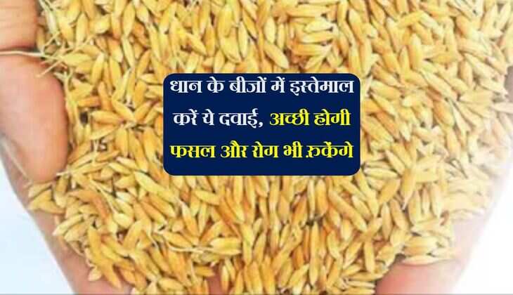 धान के बीजों में इस्तेमाल करें ये दवाई, अच्छी होगी फसल और रोग भी रुकेंगे