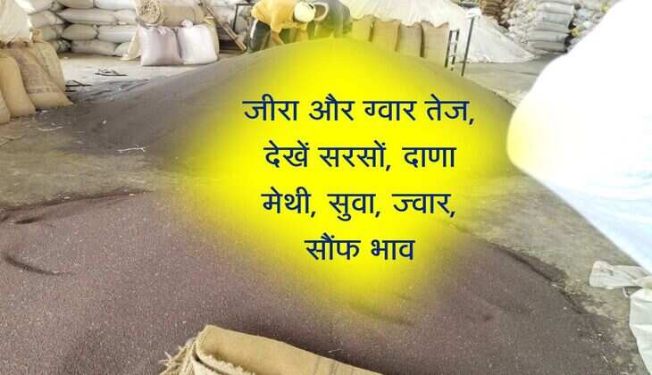 नागौर मंडी भाव 12 जुलाई 2025: जीरा और ग्वार तेज, देखें सरसों, दाणा मेथी, सुवा, ज्वार, सौंफ भाव