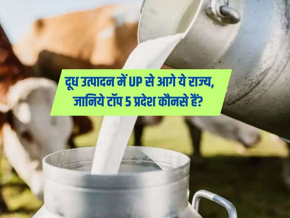 Milk Production : दूध उत्पादन में UP से आगे ये राज्य, जानिये टॉप 5 प्रदेश कौनसे हैं?