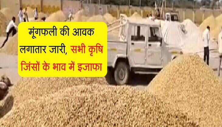 Bikaner Mandi Bhav: मूंगफली की आवक लगातार जारी, सभी कृषि जिंसों के भाव में इजाफा