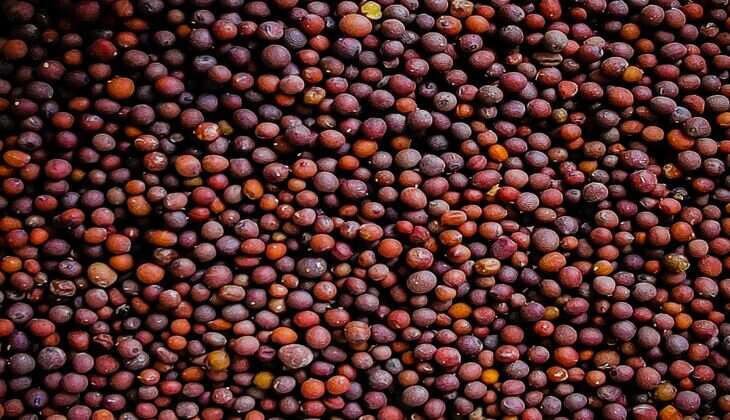 कोटा मंडी भाव 30 मार्च 2024: सरसों 5051 और चना 6000 रुपए बिके, गेहूं भाव गिरे