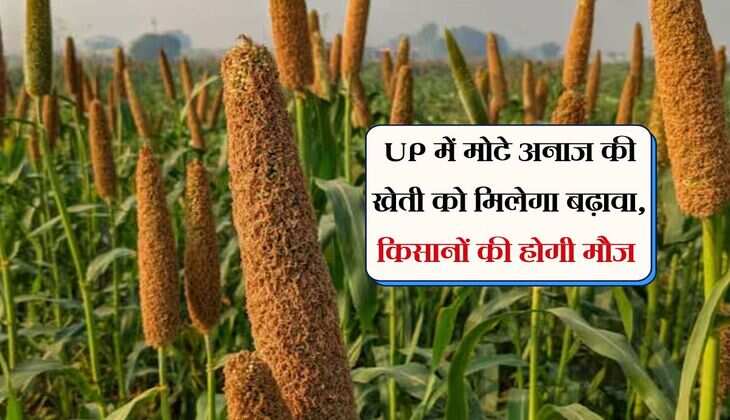 UP में मोटे अनाज की खेती को मिलेगा बढ़ावा, किसानों की होगी मौज 