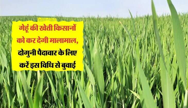 गेहूं की खेती किसानों को कर देगी मालामाल, दोगुनी पैदावार के लिए करें इस विधि से बुवाई