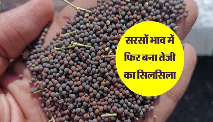 Sarso Bhav: सरसों भाव में फिर बना तेजी का सिलसिला, इन मंडियो में हुआ इजाफा