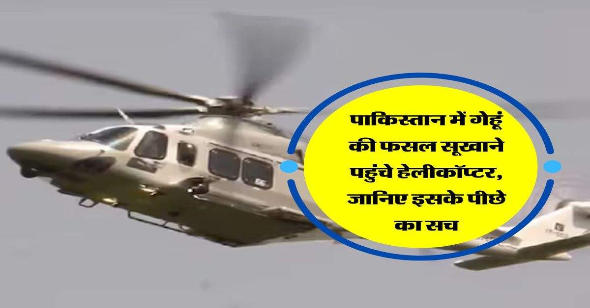 पाकिस्तान में गेहूं की फसल सूखाने पहुंचे हेलीकॉप्टर, जानिए इसके पीछे का सच