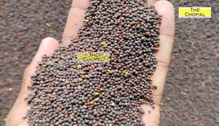 Aaj Sarso Ka bhav: आज के नए सरसों के भाव (28 April 2025)