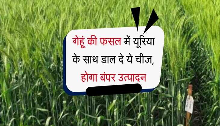 गेहूं की फसल में यूरिया के साथ डाल दे ये चीज, होगा बंपर उत्पादन