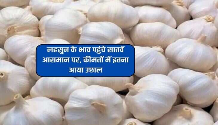 Garlic Price Today : लहसुन के भाव पहुंचे सातवें आसमान पर, कीमतों में इतना आया उछाल