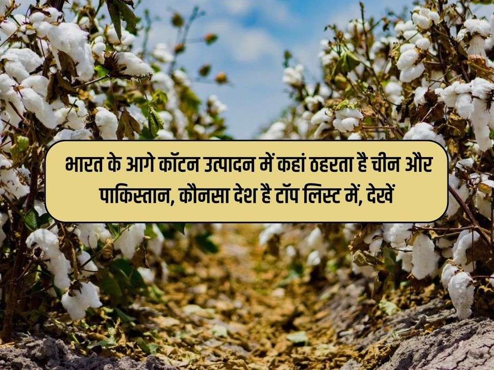 Cotton Farming: भारत के आगे कॉटन उत्पादन में कहां ठहरता है चीन और पाक‍िस्तान, कौनसा देश है टॉप लिस्ट में, देखें