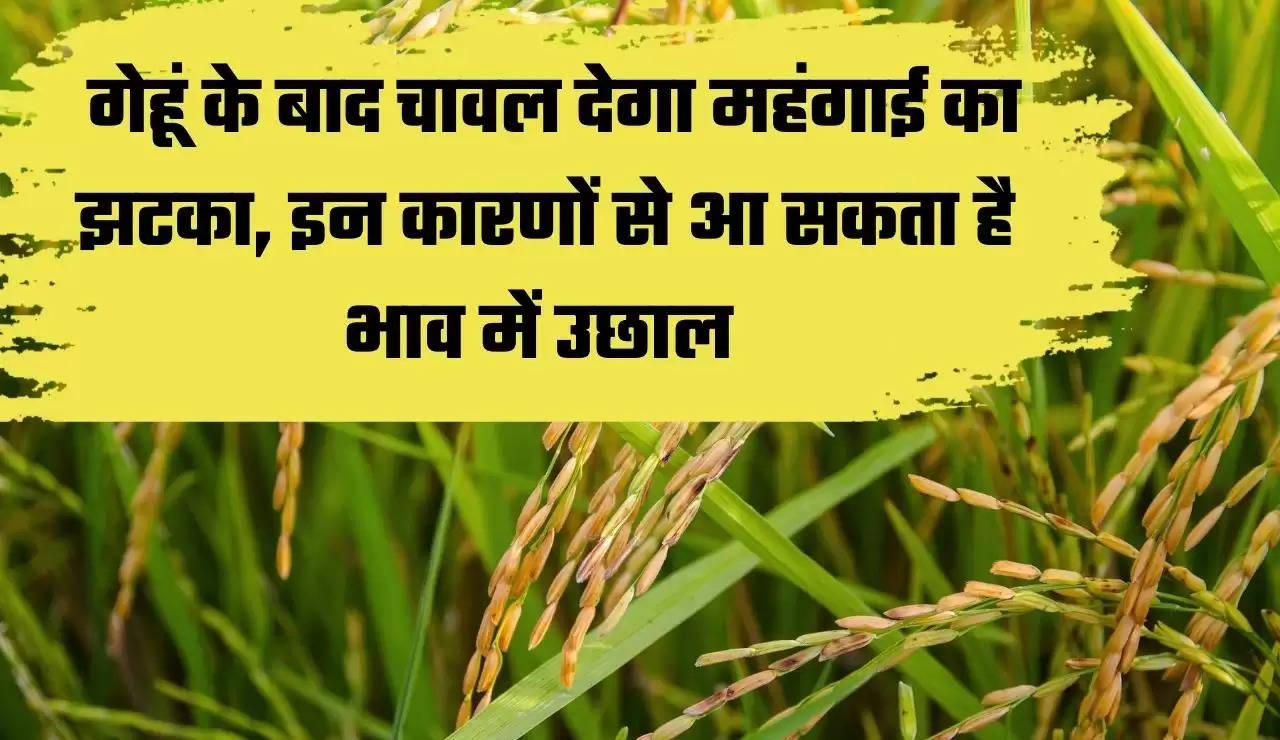 Agriculture Ministry,Food,inflation,rice,Rice Production,Rice prices,Rice rate,Rice crop,चावल, चावल उत्पादन"x