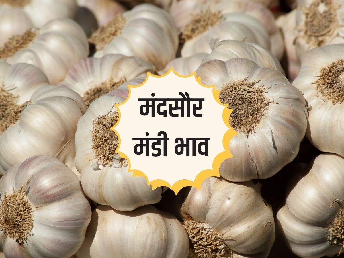 मंदसौर मंडी भाव 20 अप्रैल 2024: उड़द, गेहूं, धनिया, लहसुन, अलसी, सरसों, ग्वार, इसबगोल के भाव