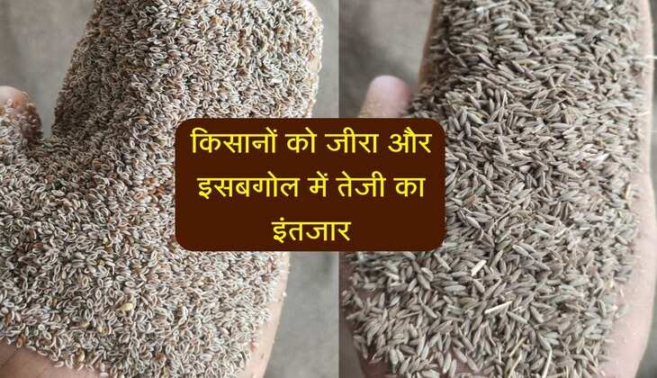 Merta Mandi bhav: किसानों को जीरा और इसबगोल में तेजी का इंतजार, ये रहे फसलों के भाव