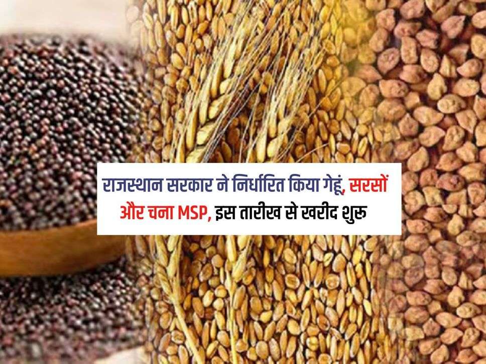 Rajasthan News : राजस्थान सरकार ने निर्धारित किया गेहूं, सरसों और चना MSP, इस तारीख से खरीद शुरू