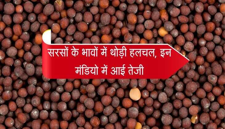 Sarso bhav: सरसों के भावों में थोड़ी हलचल, इन मंडियो में आई तेजी