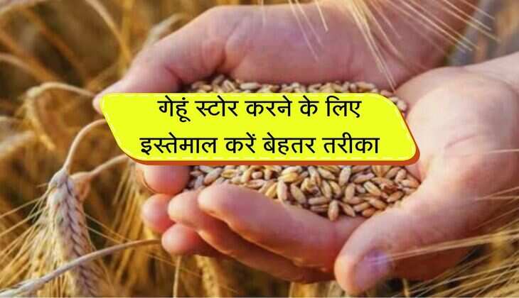 Wheat: गेहूं स्टोर करने के लिए इस्तेमाल करें बेहतर तरीका, कई सालों तक नही होगा खराब