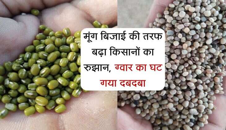 राजस्थान में मूंग बिजाई की तरफ बढ़ा किसानों का रुझान, ग्वार का घट गया दबदबा