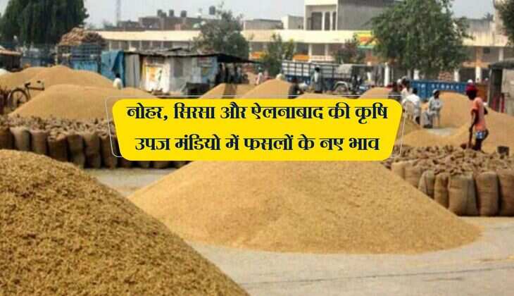 नोहर, सिरसा और ऐलनाबाद की कृषि उपज मंडियो में फसलों के नए भाव