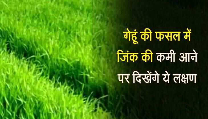 गेहूं की फसल में जिंक की कमी आने पर दिखेंगे ये लक्षण, एक्सपर्ट ने बताया समाधान