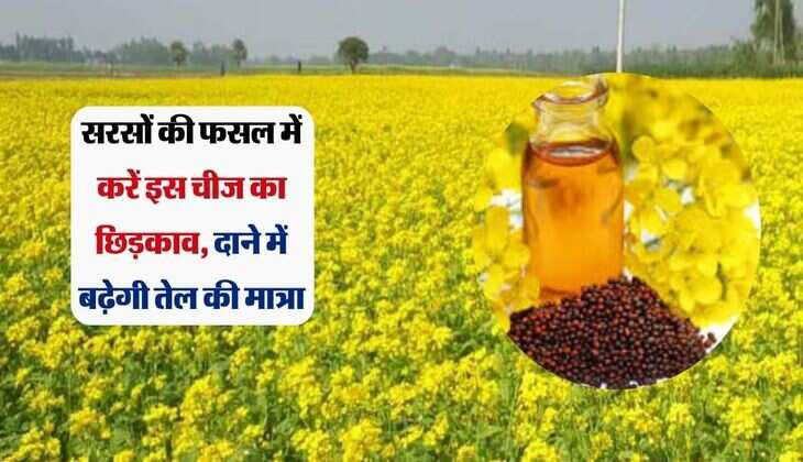 सरसों की फसल में करें इस चीज का छिड़काव, दाने में बढ़ेगी तेल की मात्रा