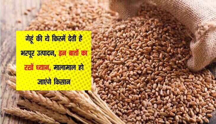 गेहूं की ये किस्में देती है भरपूर उत्पादन, इन बातों का रखें ध्यान, मालामाल हो जाएंगे किसान