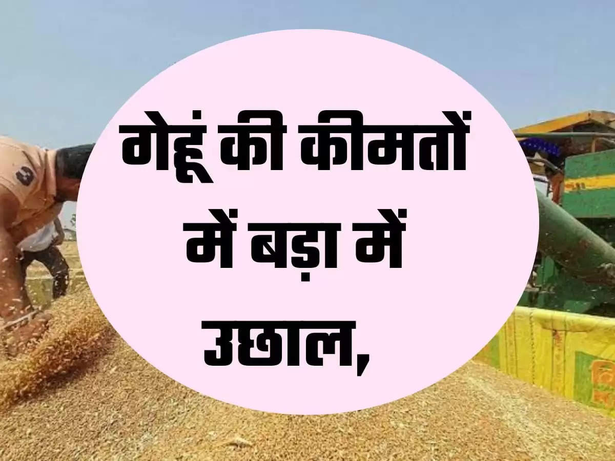 Wheat Mandi bhav