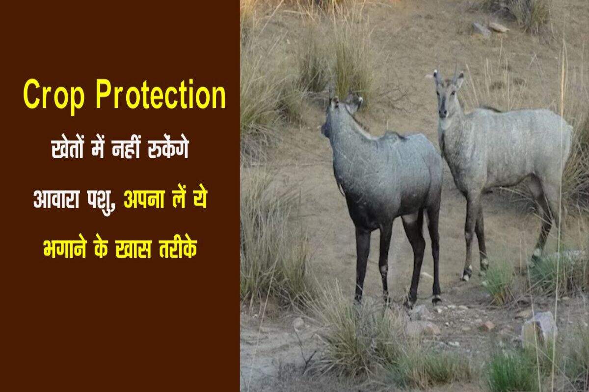 खेतों में नहीं रुकेंगे आवारा पशु, अपना लें ये भगाने के खास तरीके