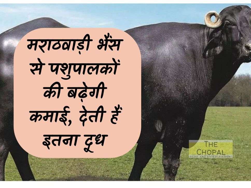 Marathwadi buffalo will increase the income of cattle farmers, it gives so much milk