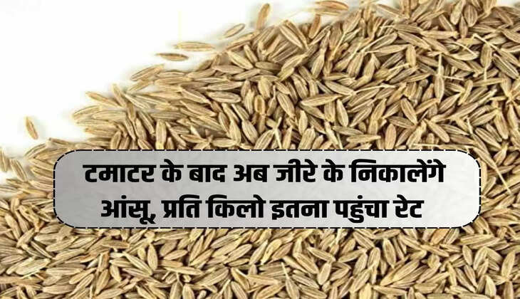 टमाटर के बाद अब जीरे के निकालेंगे आंसू, प्रति किलो इतना पहुंचा रेट 