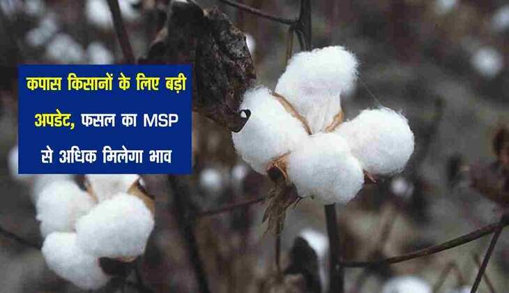 Cotton Farmers: कपास किसानों के लिए बड़ी अपडेट, फसल का MSP से अधिक मिलेगा भाव
