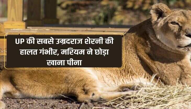 UP की सबसे उम्रदराज शेरनी की हालत गंभीर, मरियम ने छोड़ा खाना पीना 