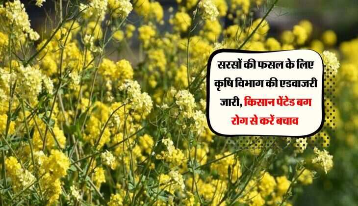 सरसों की फसल के लिए कृषि विभाग की एडवाजरी जारी, किसान पेंटेड बग रोग से करें बचाव 