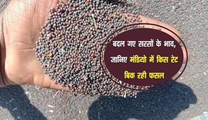 Sarso Ka bhav: बदल गए सरसों के भाव, जानिए मंडियो में किस रेट बिक रही फसल