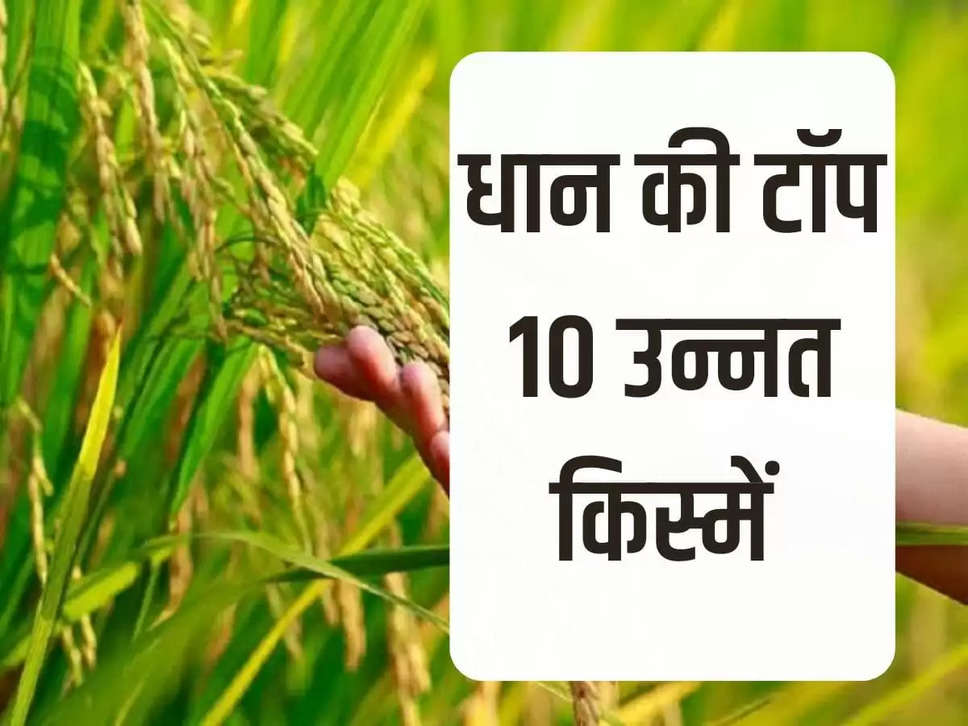 top 10 improved varieties of paddy , Paddy Variety in India