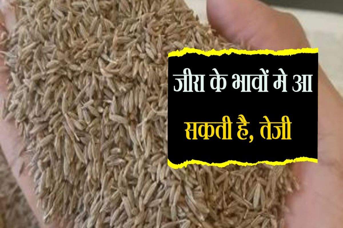 Cumin Rate: जीरा के भावों में आ सकती है तेजी, 1 सप्ताह में बढ़ गए रेट