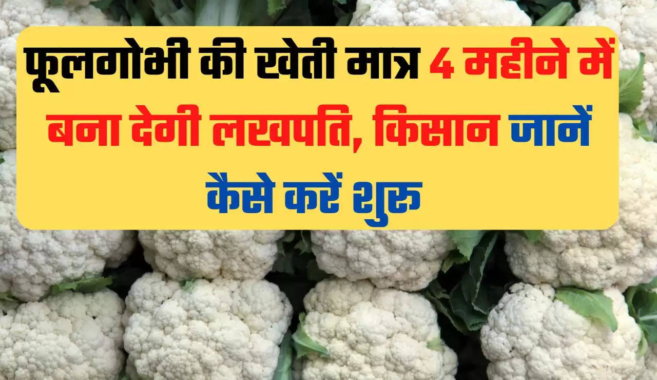 Cauliflower Farming,Cauliflower, low investment, Business idea, how 