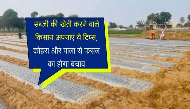 सब्जी की खेती करने वाले किसान अपनाएं ये टिप्स, कोहरा और पाला से फसल का होगा बचाव