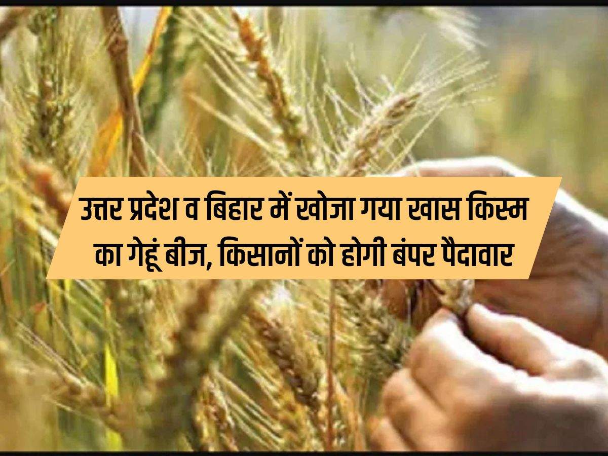 UP News: उत्तर प्रदेश व बिहार में खोजा गया खास किस्म का गेहूं बीज, किसानों को होगी बंपर पैदावार
