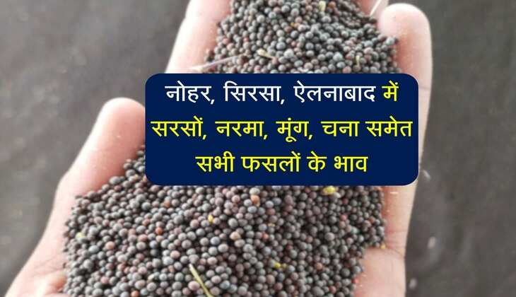 मंडी भाव 1 जुलाई 2025: नोहर, सिरसा, ऐलनाबाद में सरसों, नरमा, मूंग, चना समेत सभी फसलों के भाव