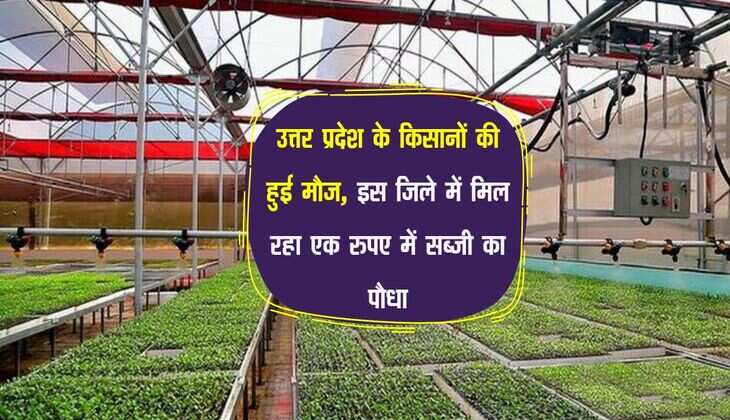 उत्तर प्रदेश के किसानों की हुई मौज, इस जिले में मिल रहा एक रुपए में सब्जी का पौधा