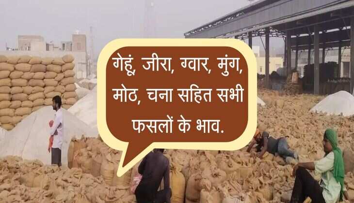 Bikaner Mandi Bhav: गेहूं, जीरा, ग्वार, मुंग, मोठ, चना सहित सभी फसलों के भाव.