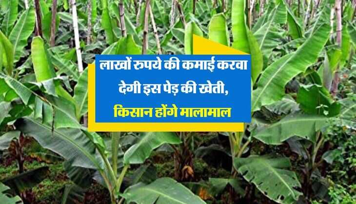 Agri News: लाखों रुपये की कमाई करवा देगी इस पेड़ की खेती, किसान होंगे मालामाल 