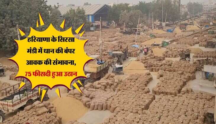 हरियाणा के सिरसा मंडी में धान की बंपर आवक की संभावना, 75 फीसदी हुआ उठान