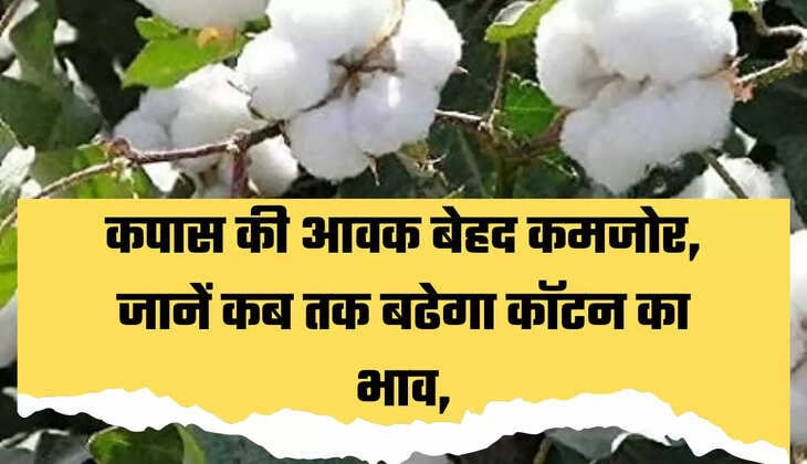 Cotton News
