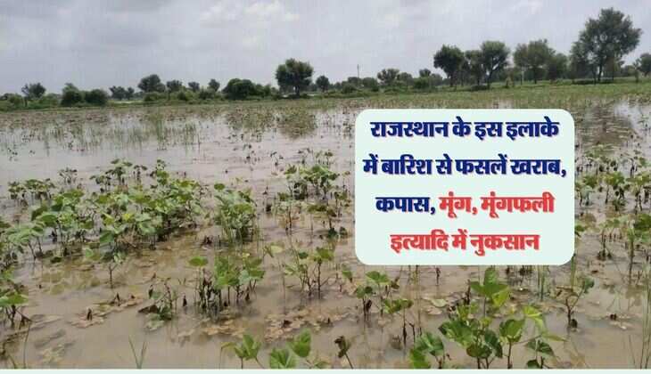 राजस्थान के इस इलाके में बारिश से फसलें खराब, कपास, मूंग, मूंगफली इत्यादि में नुकसान