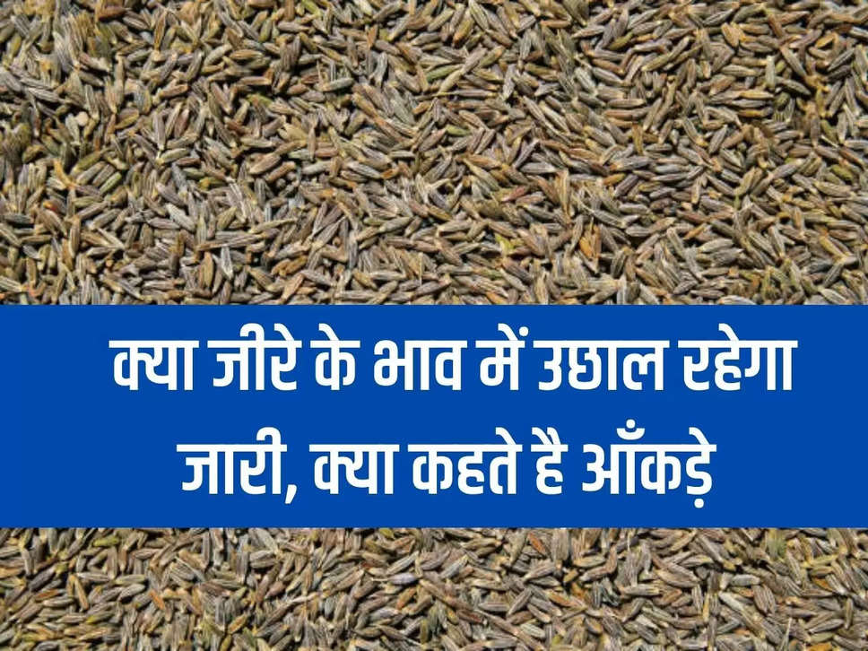 Rise in the price of cumin, in future the prices will decrease or increase, know