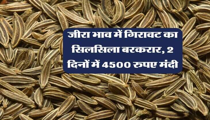 जीरा भाव में गिरावट का सिलसिला बरकरार, 2 दिनों में 4500 रुपए मंदी, किसान हुए निराश