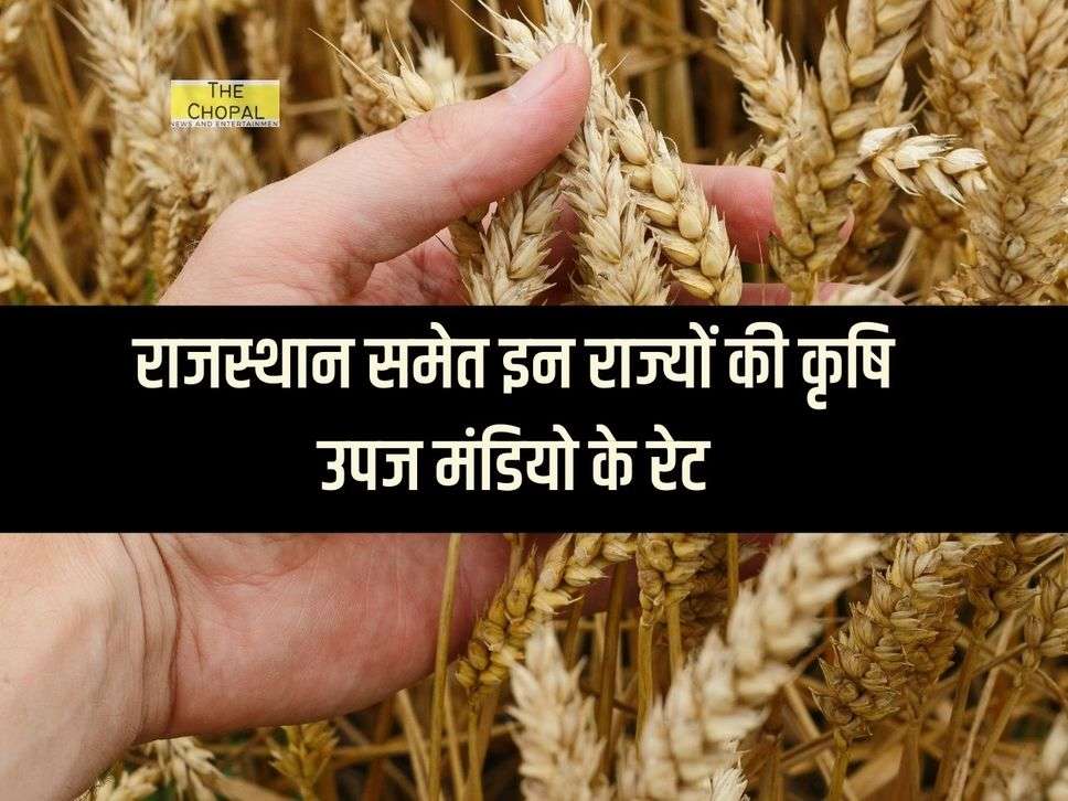 मंडी भाव 19 दिसंबर 2023: राजस्थान समेत इन राज्यों की कृषि उपज मंडियो के रेट